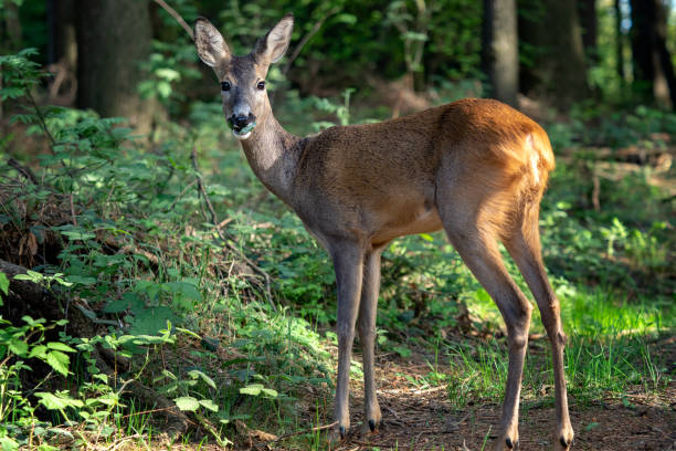 istock Roe deer in forest, Capreolus capreolus. Wild roe deer in nature. 962439370