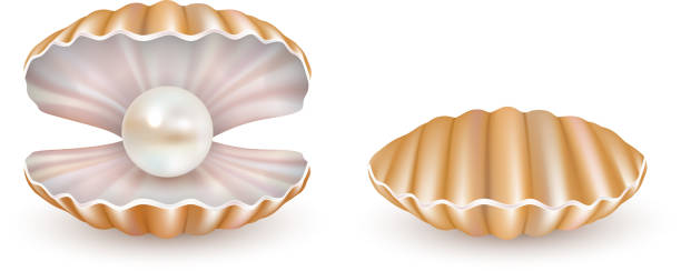 ilustrações, clipart, desenhos animados e ícones de conjunto de ícones de belas pérolas shell de vetor - pearl shell jewelry gem