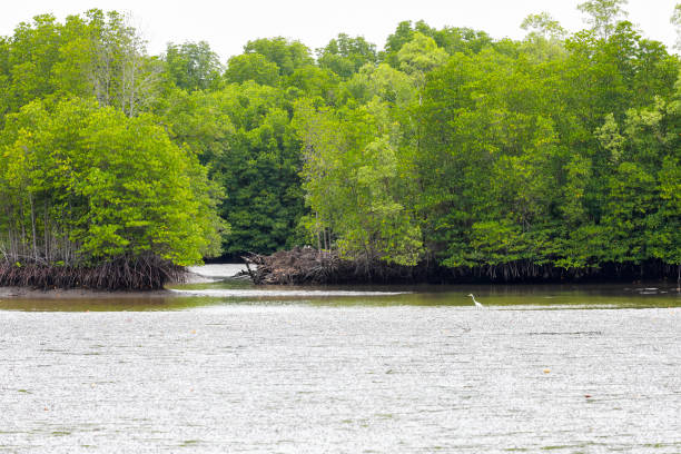 istock mangrove Forest located in chanthaburi province,Thailand 962442656