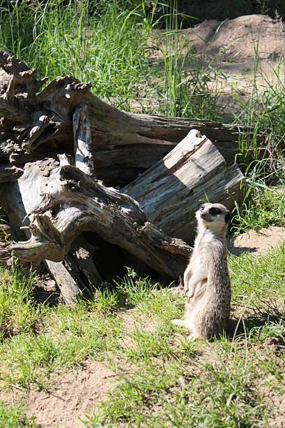 meerkat patrol  burrow somerset stock pictures, royalty-free photos & images