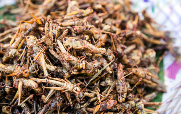 grashopper ist insekt haben viel protine essen. - man made material fotos stock-fotos und bilder