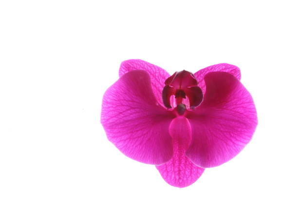 istock Purple orchid on white background. 962447614