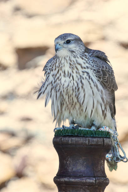 istock Gyrfalcon illustration portrait 962449014