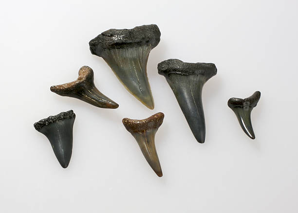 fossil shark teeth stock photo