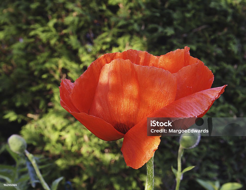 Orange-vermelho papoila - Royalty-free Ao Ar Livre Foto de stock