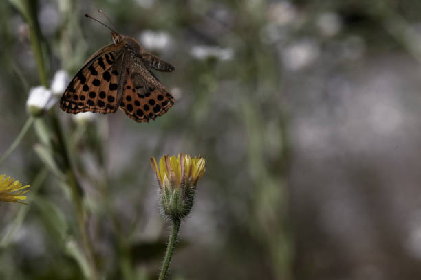 schmetterling issoria lathonia - 16611 stock-fotos und bilder