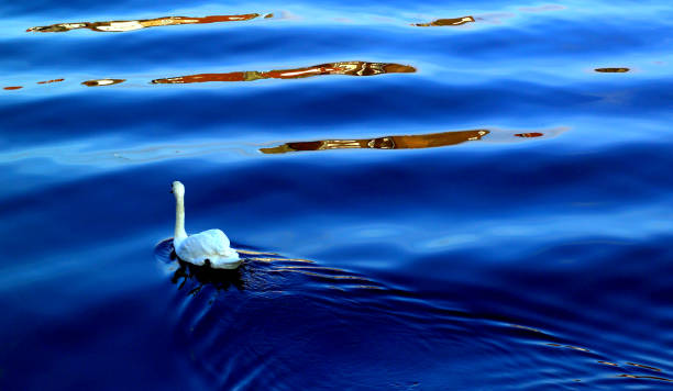istock single swan on blue water with relections 962451418