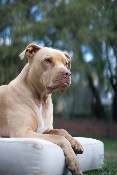 Top view close up head shot of pit bull dog sitting on a white mattress stock photo