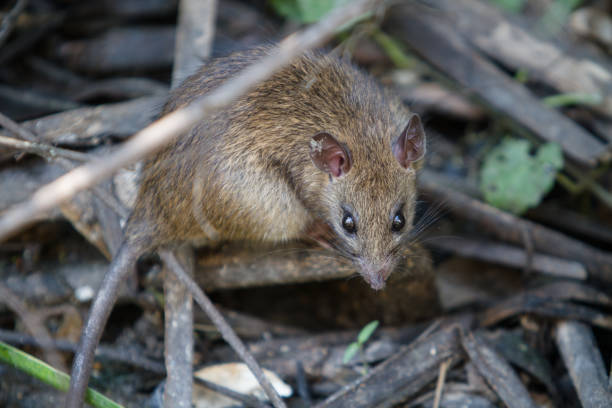Close up Large Brown rat in a pool of dirty water , rotten leaves and debris and water is black.