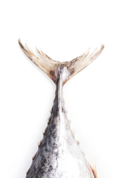 Dead whole fresh Raw Frigate tuna.