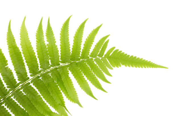 istock Fresh Young Green Asian Rain forest Fern leaves. 962453954