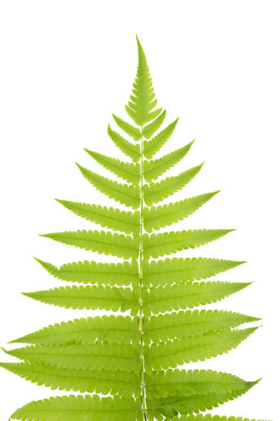 istock Fresh Young Green Asian Rain forest Fern leaves. 962454526