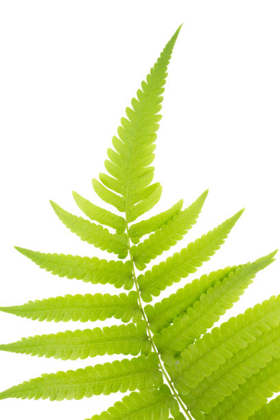 istock Fresh Young Green Asian Rain forest Fern leaves. 962454532