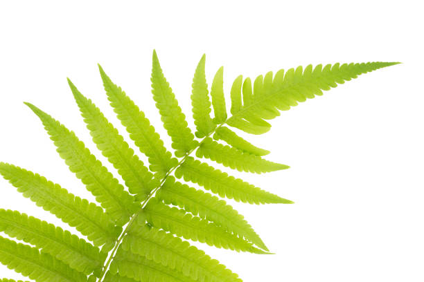 istock Fresh Young Green Asian Rain forest Fern leaves. 962454576