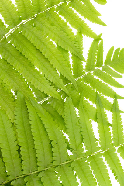 istock Fresh Young Green Asian Rain forest Fern leaves. 962454842