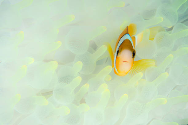 anemone fish w białym anemonecie - chloe zdjęcia i obrazy z banku zdjęć