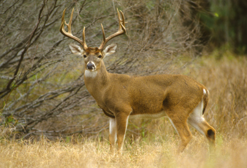 Female roe deer (Capreolus capreolus), looking out of a rye field.