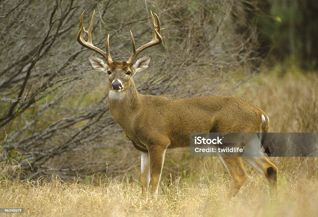 Huge Whitetailed Buck Stock Photo - Download Image Now - White