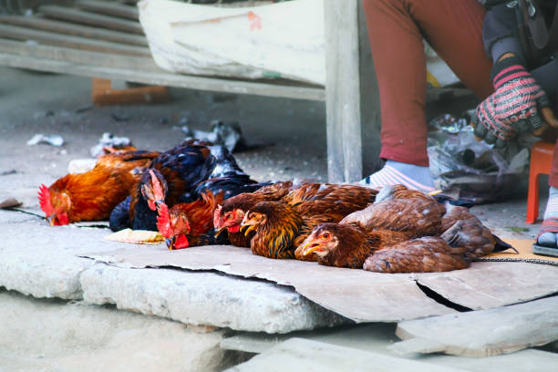 Live chicken sold at a traditional street market in Hoi an, Vietnam