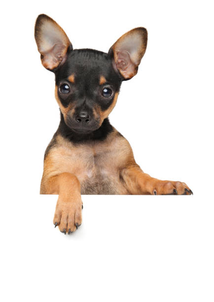istock Toy dog on white banner 962464540