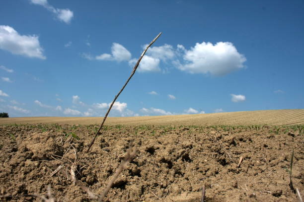istock CLOSE PLAN ON SECHE TWIG GROWING ON AGRICULTURAL LAND 962465778