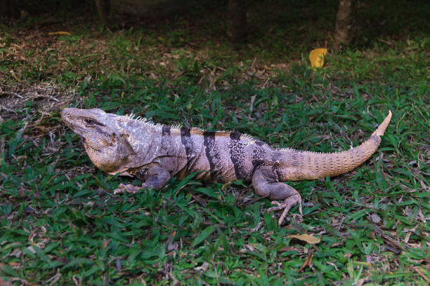 istock Black Spiny-Tailed Iguana in Cozumel, Mexico. Looking like miniature dragon. 962466312