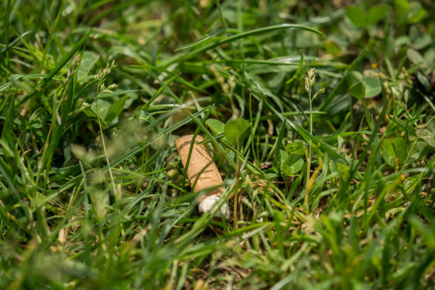 istock A smoked cigarette thrown away in the grass 962466682