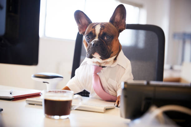 istock French Bulldog Dressed As Businessman Works At Desk On Computer 962466888