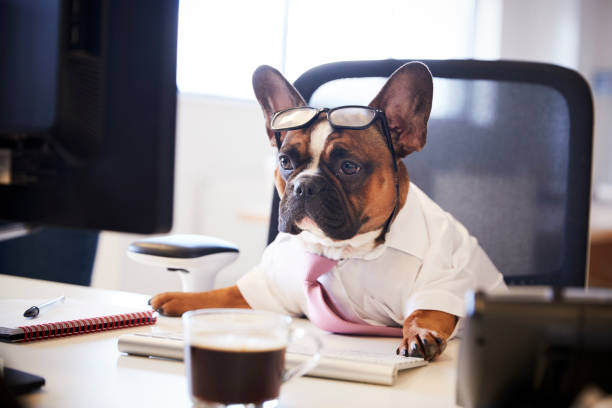 istock French Bulldog Dressed As Businessman Works At Desk On Computer 962466896