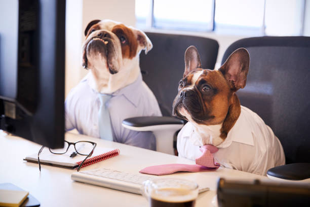 istock Two Bulldogs Dressed As Businessmen At Desk With Computer 962466902