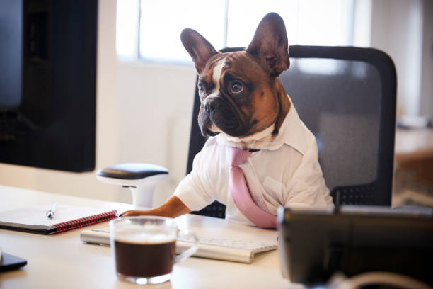 istock French Bulldog Dressed As Businessman Works At Desk On Computer 962466910