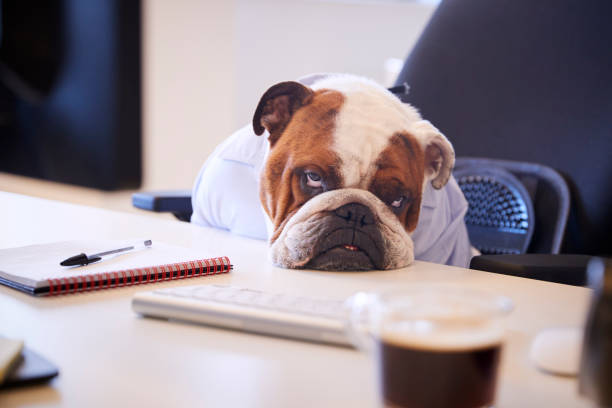 britische bulldogge gekleidet als geschäftsmann sucht traurig am schreibtisch - slapstick stock-fotos und bilder