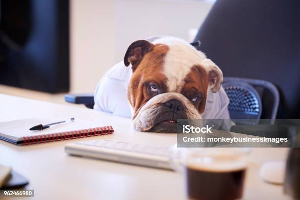 British Bulldog Disfrazado De Hombre De Negocios Mirando Triste En El Escritorio Foto de stock y más banco de imágenes de Aburrimiento
