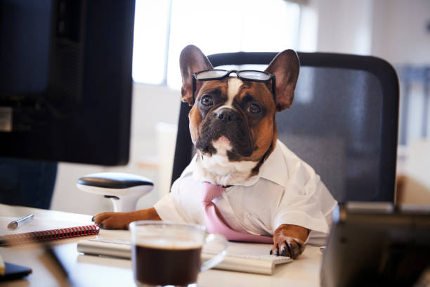 istock French Bulldog Dressed As Businessman Works At Desk On Computer 962466998