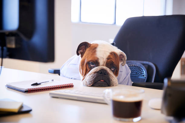 istock British Bulldog Dressed As Businessman Looking Sad At Desk 962467012