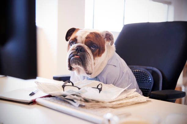 istock British Bulldog Dressed As Businessman Works At Desk On Computer 962467036