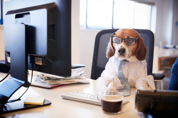 istock Beagle Dressed As Businessman Works At Desk On Computer 962467040