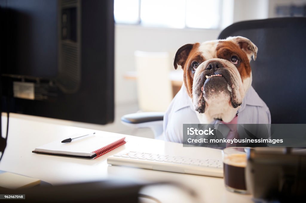 コンピューターのデスクで働くビジネスマンに扮したイギリスのブルドッグ - 犬のロイヤリティフリーストックフォト
