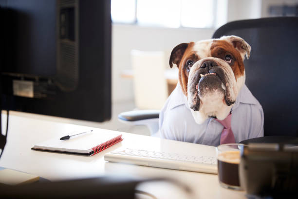 British Bulldog Dressed As Businessman Works At Desk On Computer British Bulldog Dressed As Businessman Works At Desk On Computer businesswear stock pictures, royalty-free photos & images