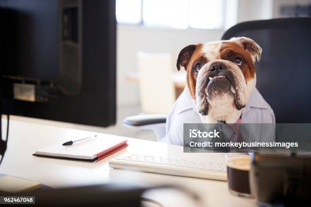 British Bulldog Dressed As Businessman Works At Desk On Computer Stock Photo - Download Image Now