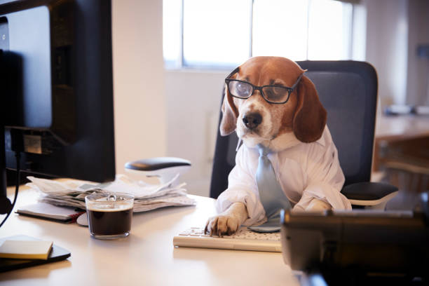 istock Beagle Dressed As Businessman Works At Desk On Computer 962467068