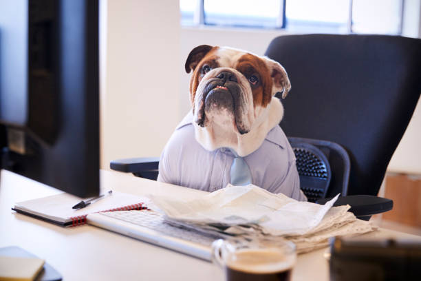 istock British Bulldog Dressed As Businessman Works At Desk On Computer 962467076