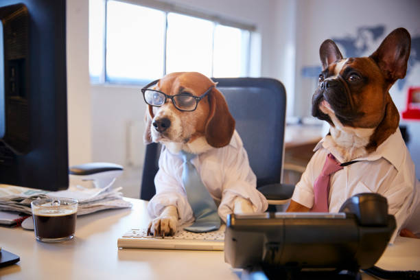 istock Bulldog And Beagle Dressed As Businessmen At Desk With Computer 962467102