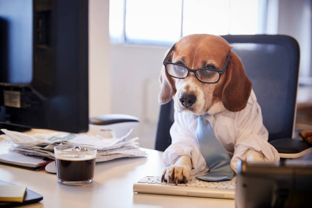 istock Beagle Dressed As Businessman Works At Desk On Computer 962467114