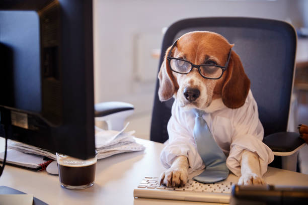 istock Beagle Dressed As Businessman Works At Desk On Computer 962467156