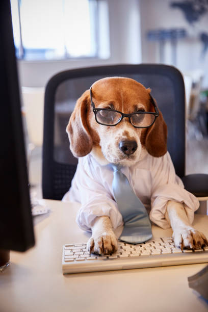 istock Beagle Dressed As Businessman Works At Desk On Computer 962467162