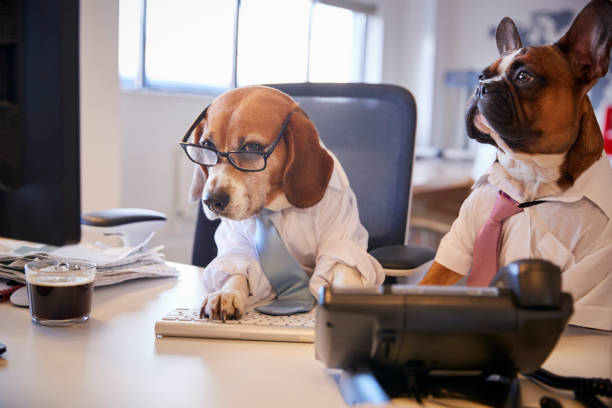 istock Bulldog And Beagle Dressed As Businessmen At Desk With Computer 962467172