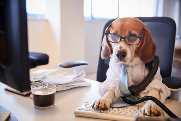 beagle, déguisé en homme d’affaires au bureau de prendre l’appel téléphonique - top dog photos et images de collection