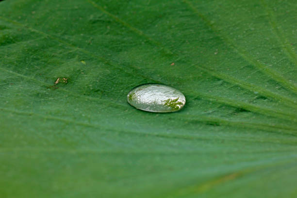 istock Drops of water on a lotus leaf. 962469710