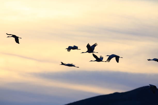 istock Sandhill Crane Bosque del Apache Wildlife Reserve New Mexico USA 962470084